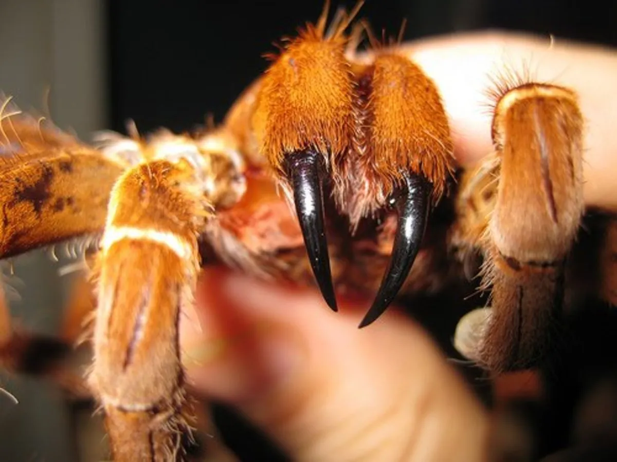 /img/20984-tarantula-myth.webp