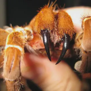 /img/20984-tarantula-myth.webp