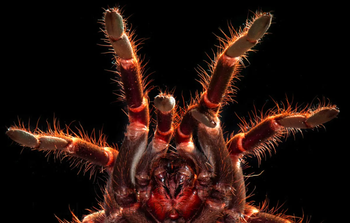20984 tarantula species