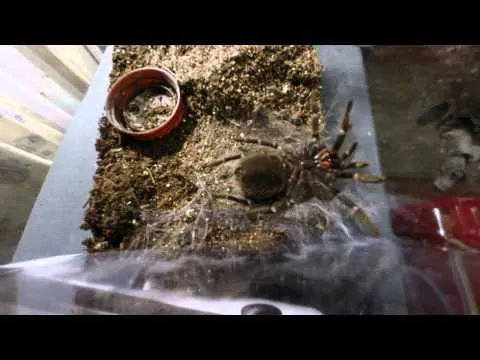 20986 tarantula molting environment