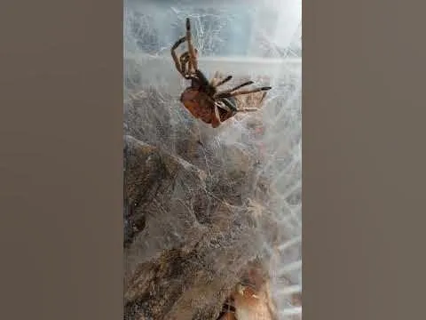 20986 tarantula molting exoskeleton