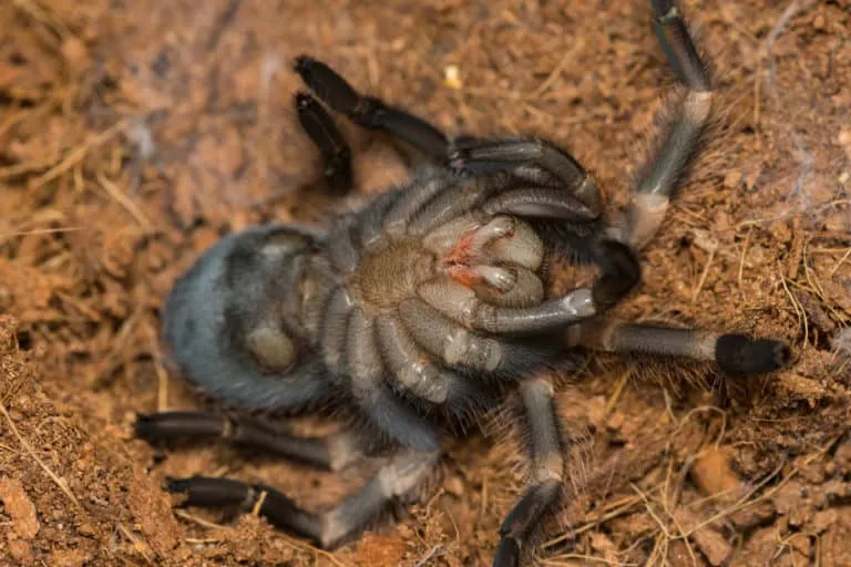 20986 tarantula molting feeding