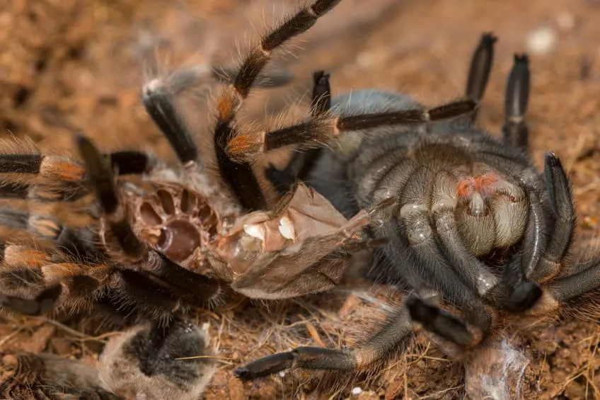 20986 tarantula molting humidity