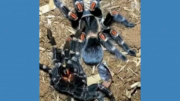 20986 tarantula molting premolt