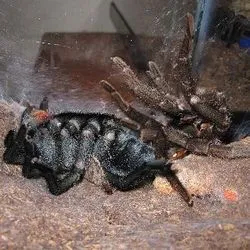 20986 tarantula molting process