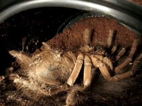 /img/20986-tarantula-molting-stuck.webp