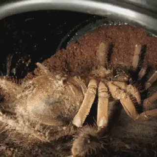 /img/20986-tarantula-molting-stuck.webp