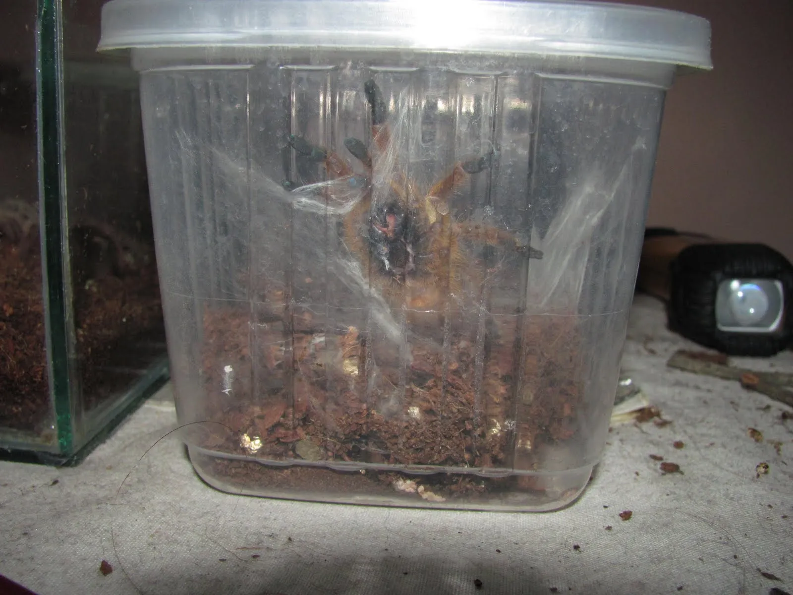 20987 tarantula habitat