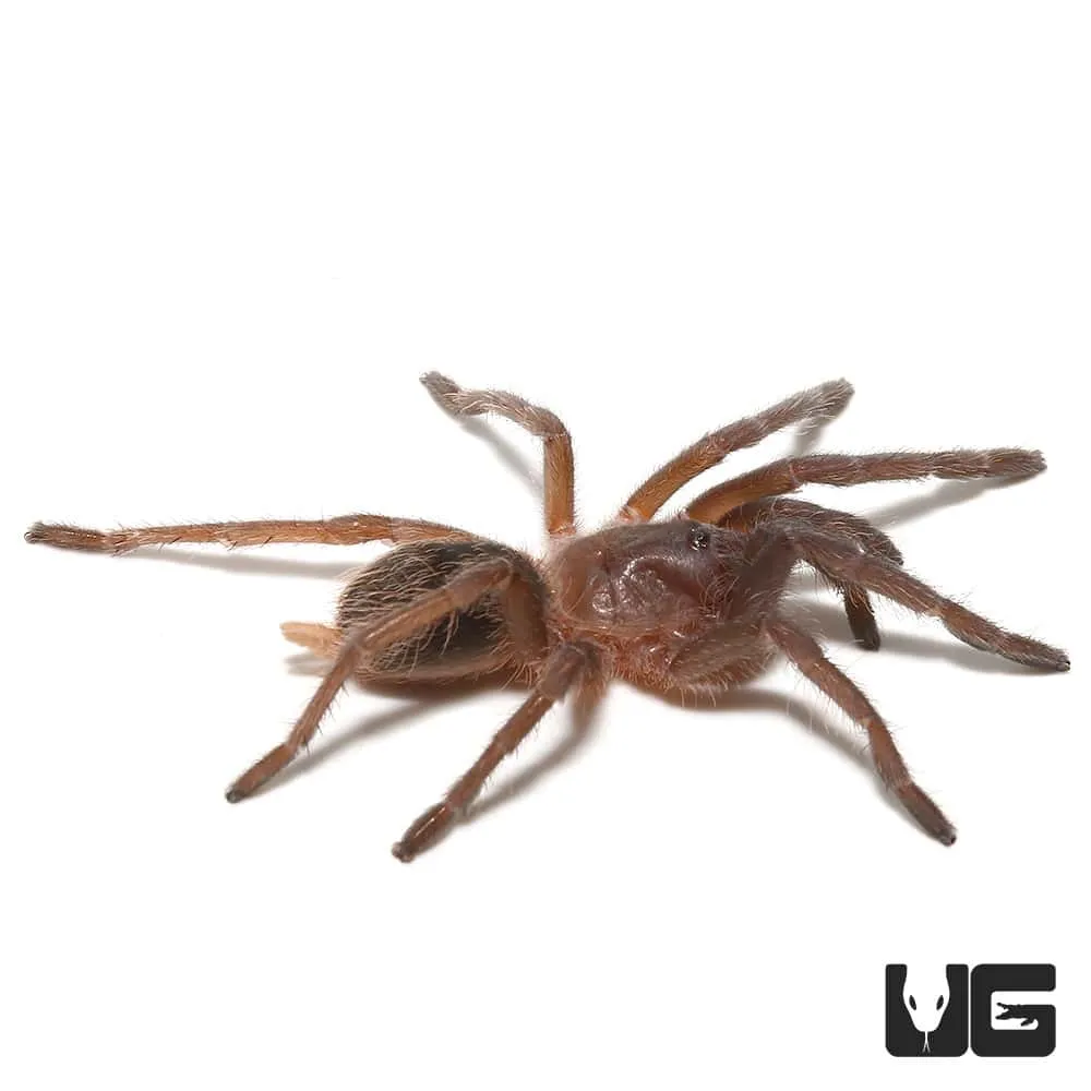 /img/20988-healthy-tarantula.webp