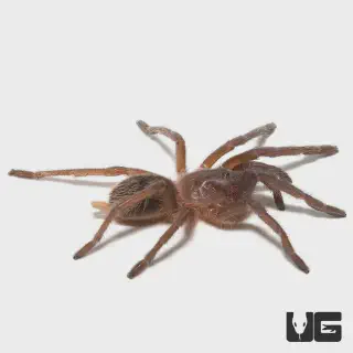 /img/20988-healthy-tarantula.webp