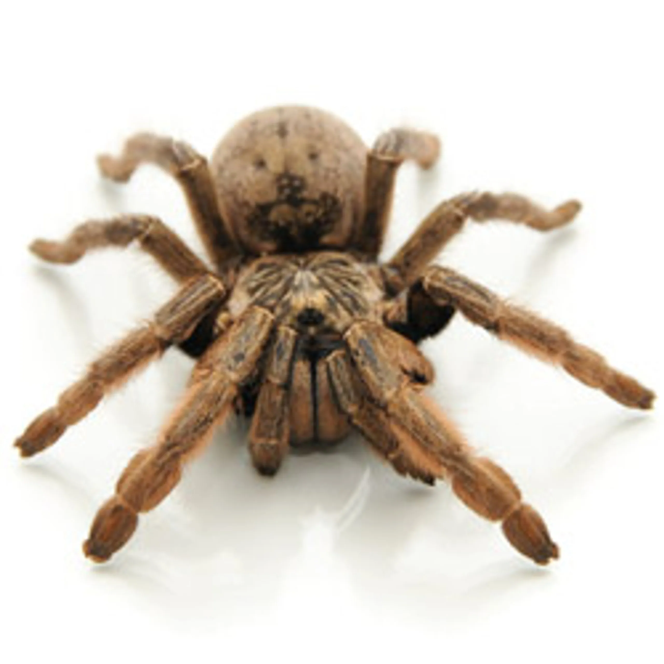 20988 stripe knee tarantula habitat