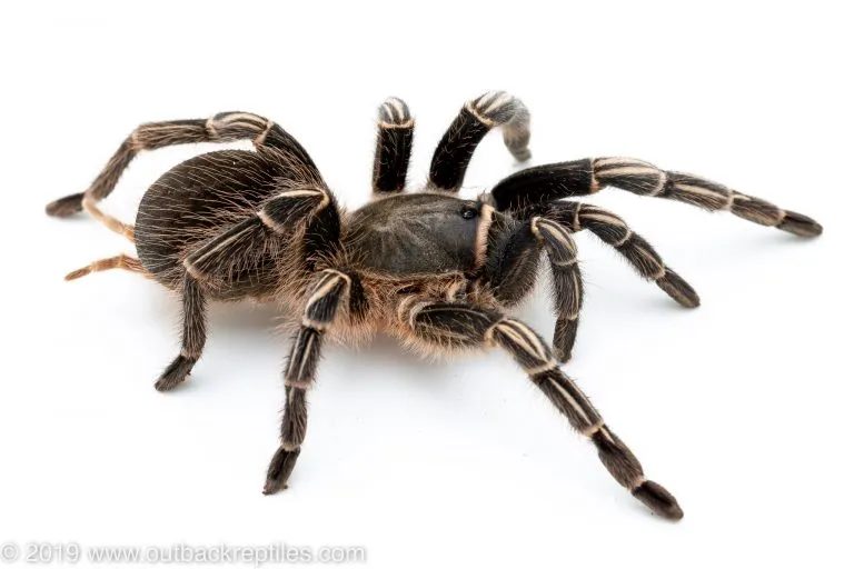 20988 stripe knee tarantula overview