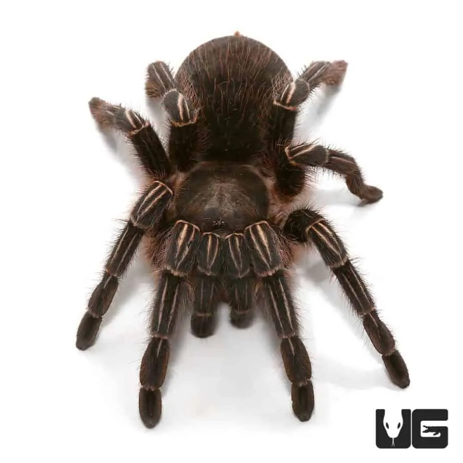 20988 tarantula enclosure