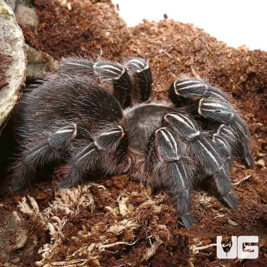 20988 tarantula feeding