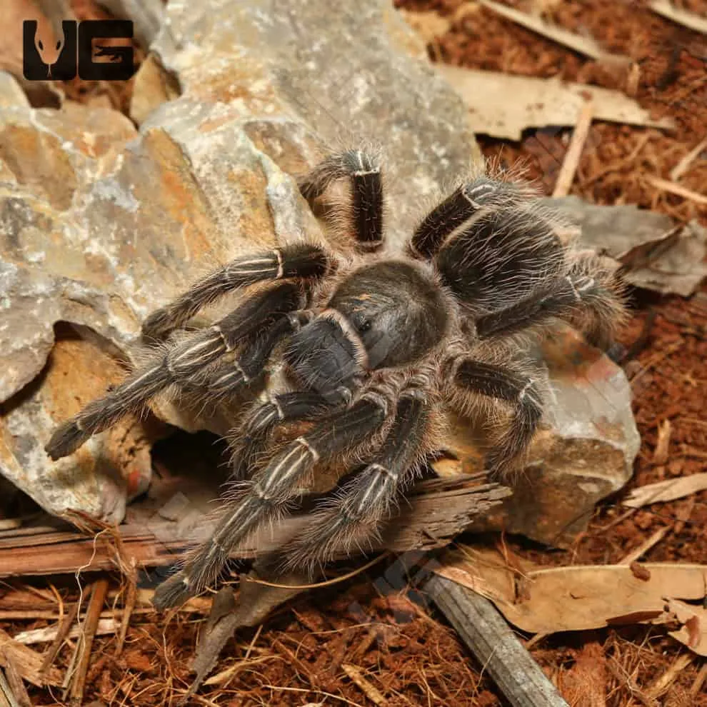 20988 tarantula handling