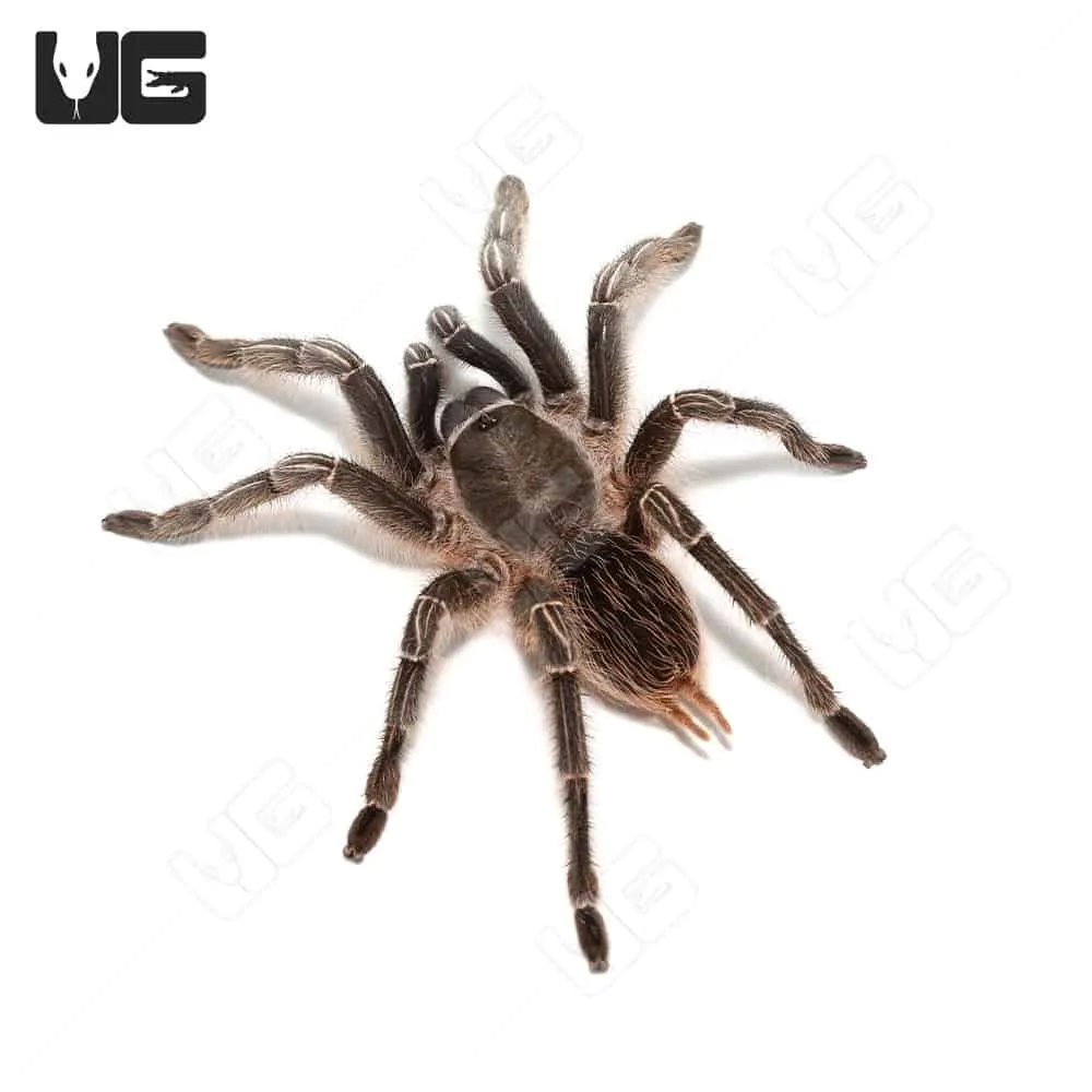 20988 tarantula water