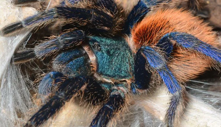 20991 blue tarantula enclosure