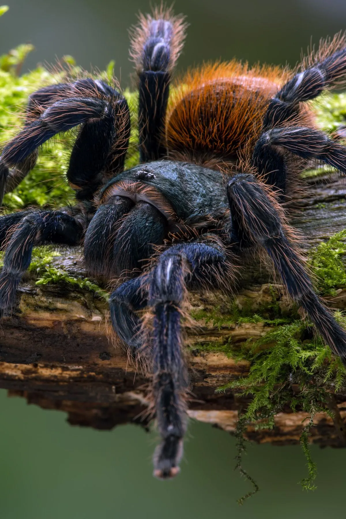 20991 blue tarantula feeding