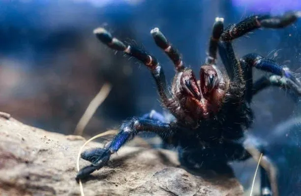 20991 blue tarantula habitat