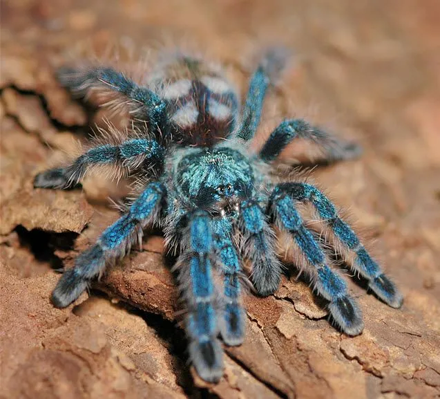 /img/20991-blue-tarantula-handling.webp
