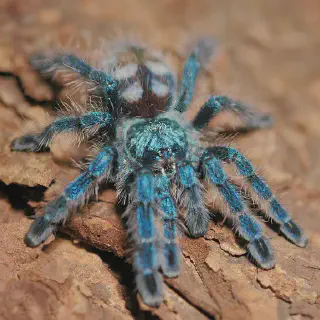 /img/20991-blue-tarantula-handling.webp