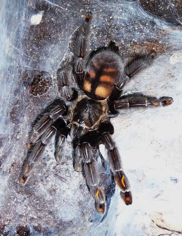 20991 blue tarantula substrate
