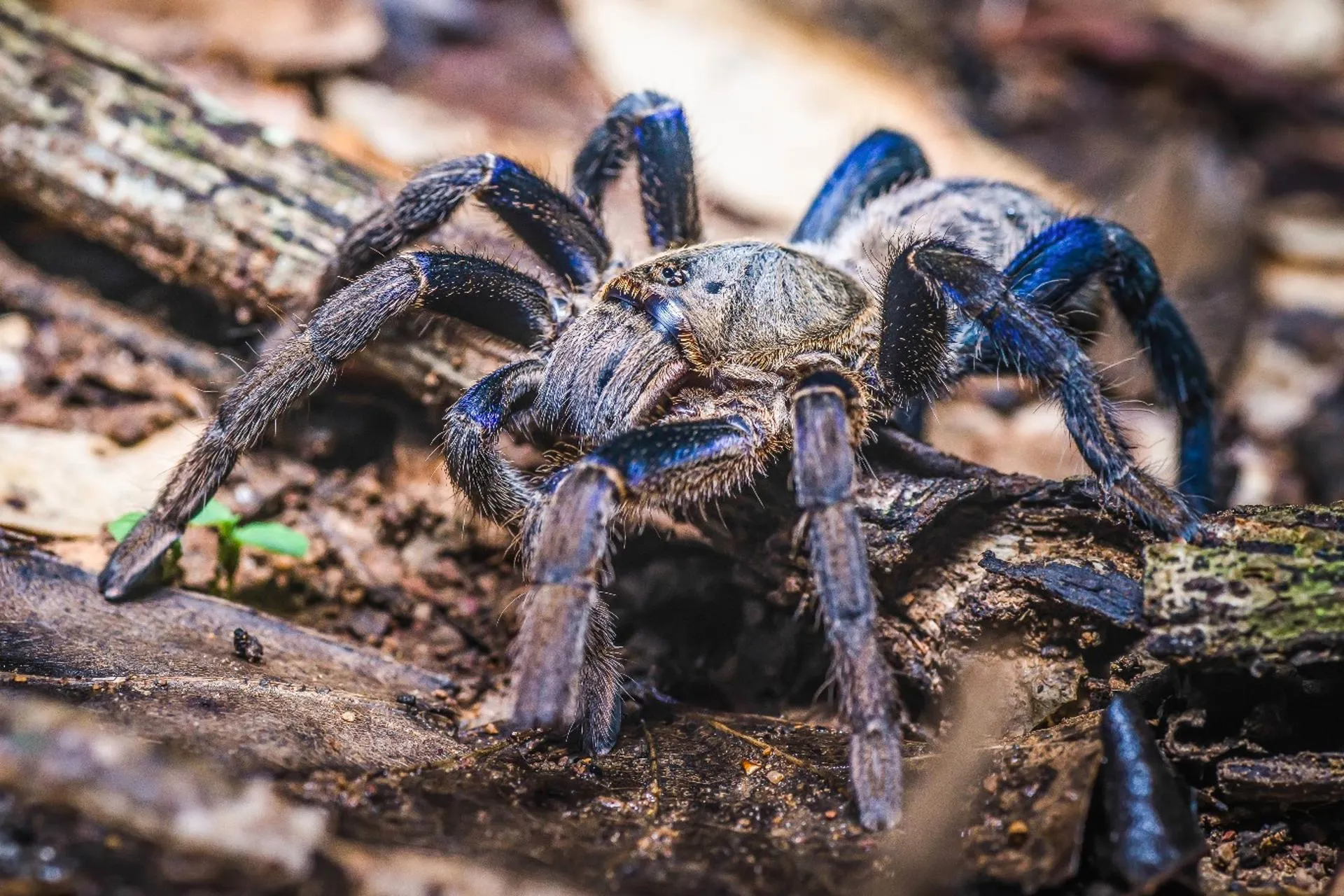20991 blue tarantula watering
