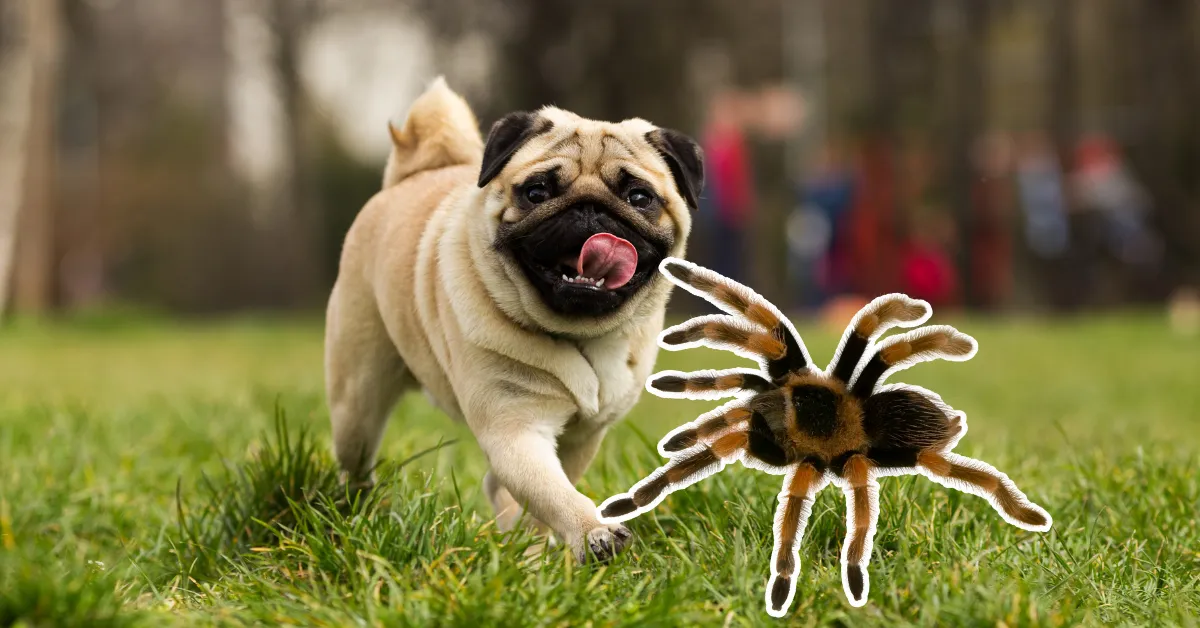 20992 dog bite symptoms