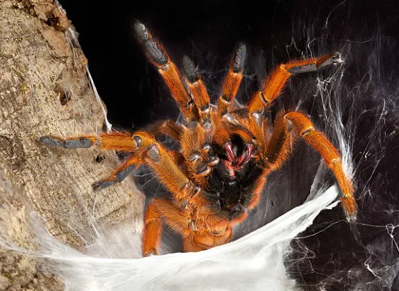 20992 tarantula venom