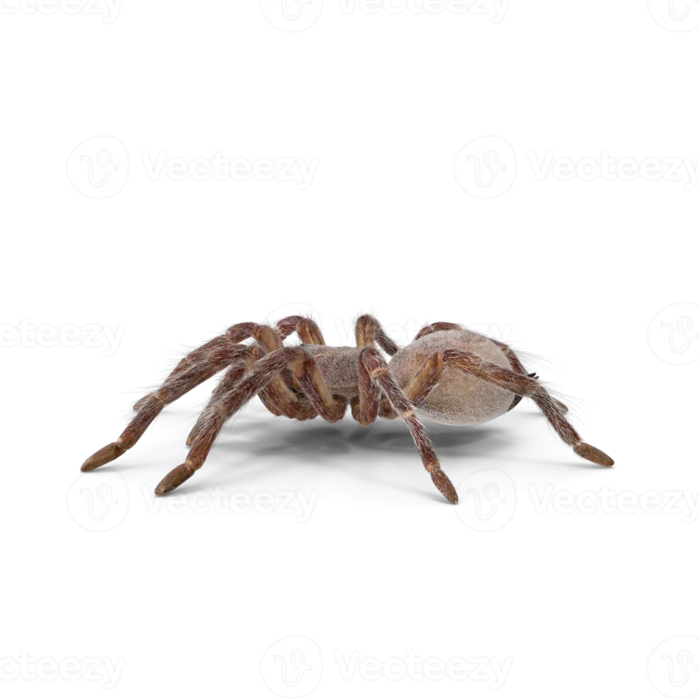 20993 brazilian white knee tarantula png