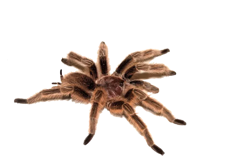 20993 chilean rose hair tarantula png