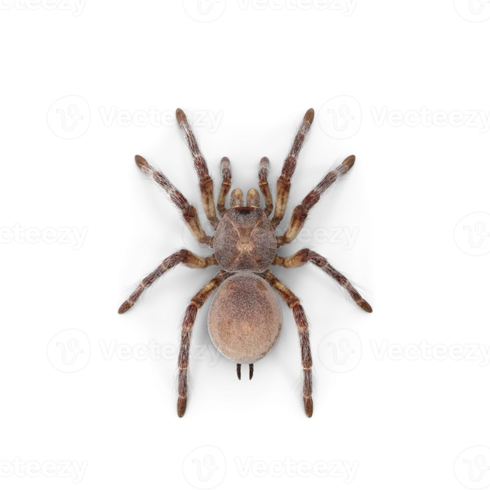 20993 cobalt blue tarantula png