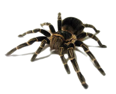 20993 mexican redknee tarantula png
