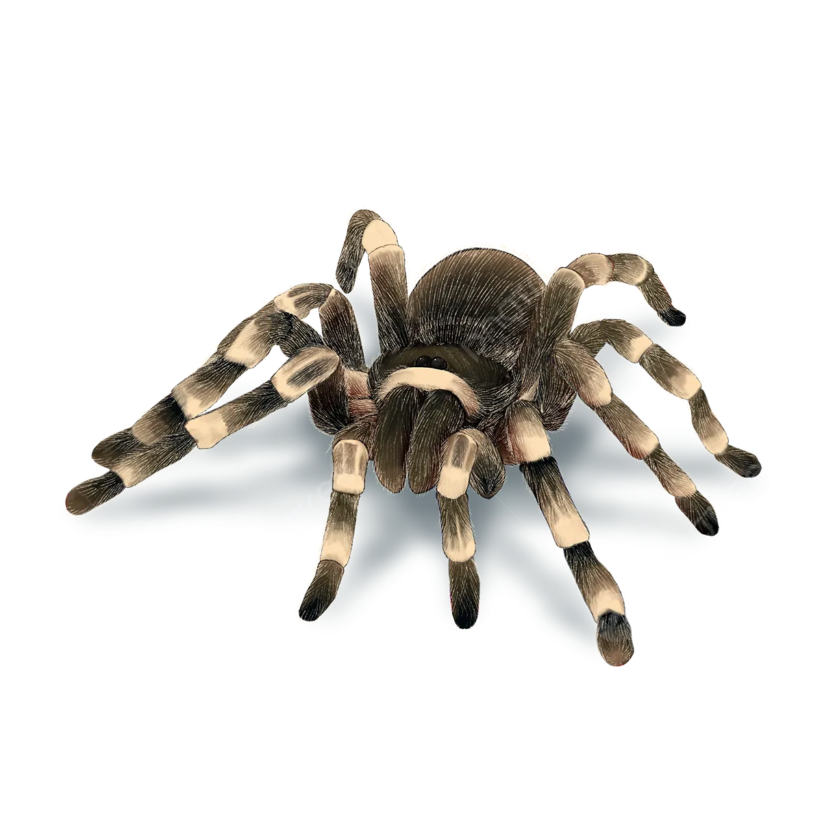 20993 tarantula png design