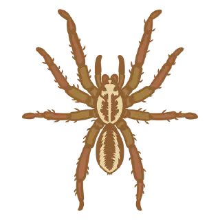 /img/20993-tarantula-png-resize.webp