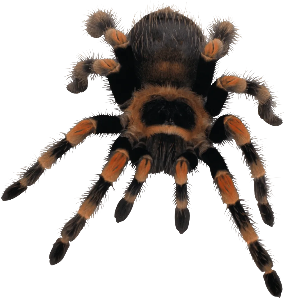 20993 tarantula png search