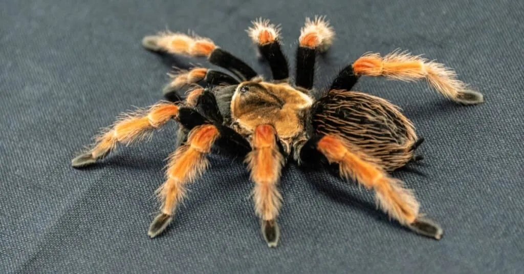 20994 red knee tarantula actual shedding