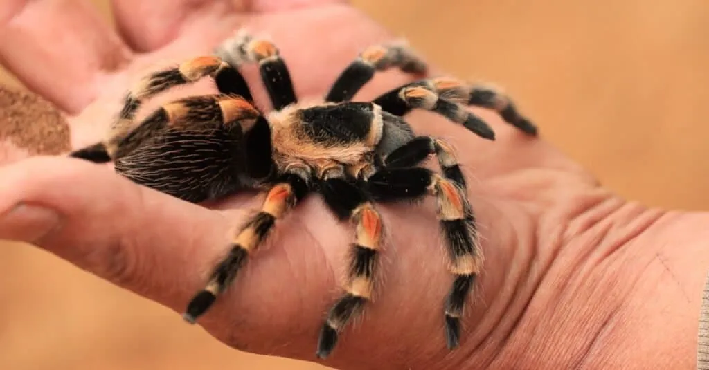 20994 red knee tarantula environmental factors