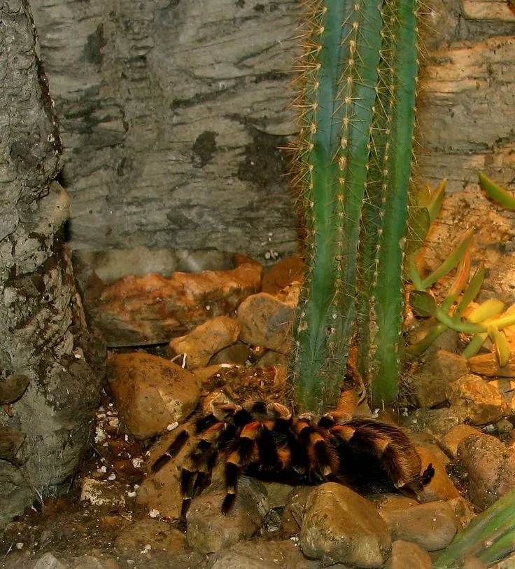 20994 red knee tarantula molting process