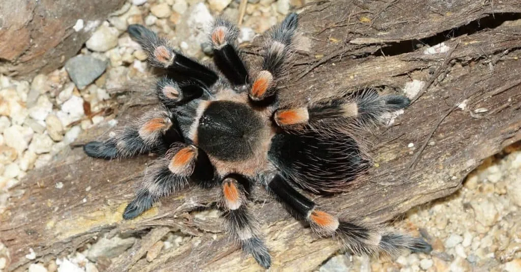 /img/20994-red-knee-tarantula-post-shedding.webp