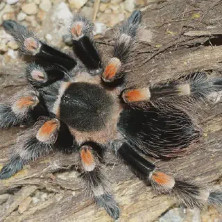 /img/20994-red-knee-tarantula-post-shedding.webp