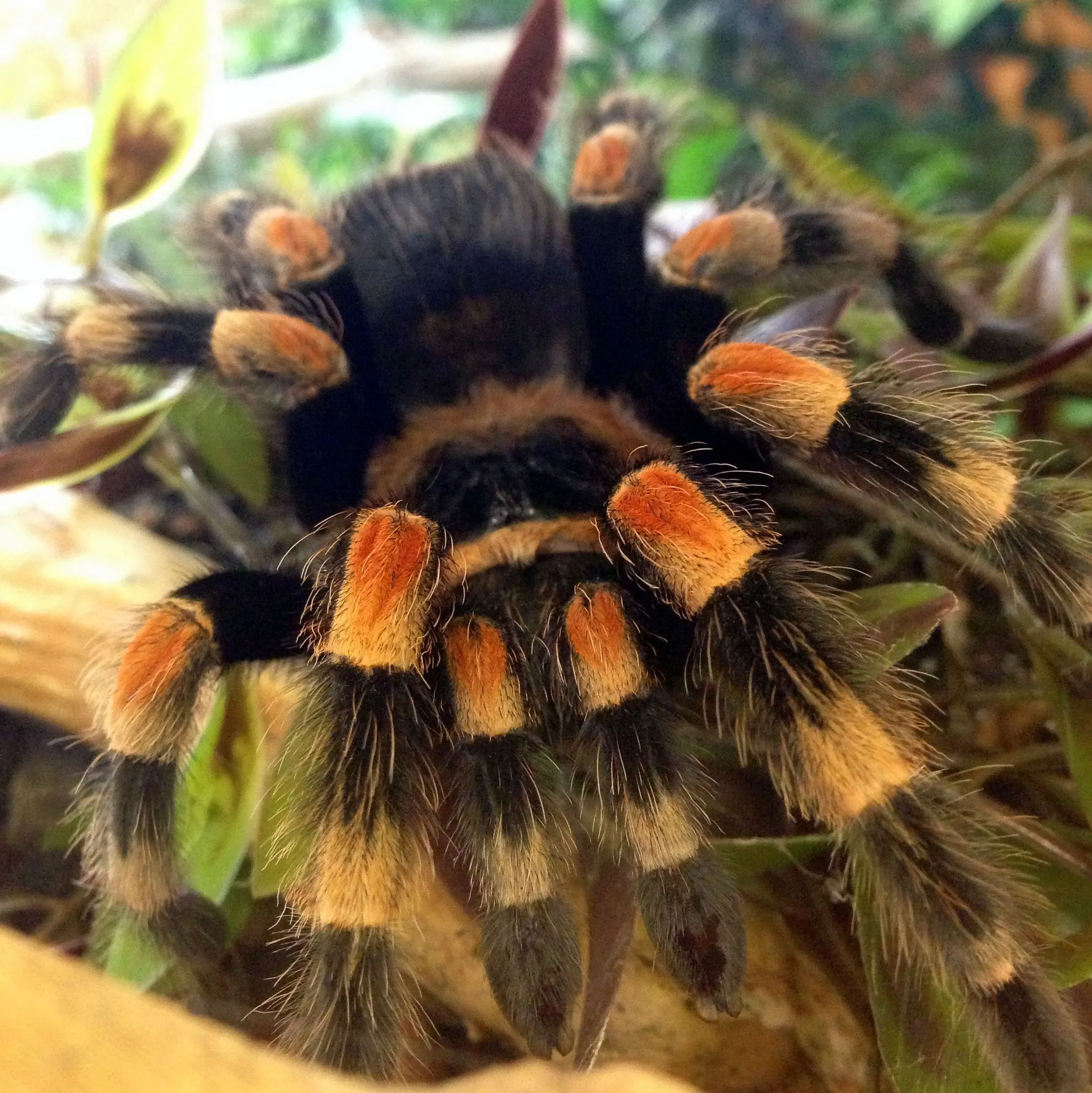 20994 red knee tarantula pre shedding