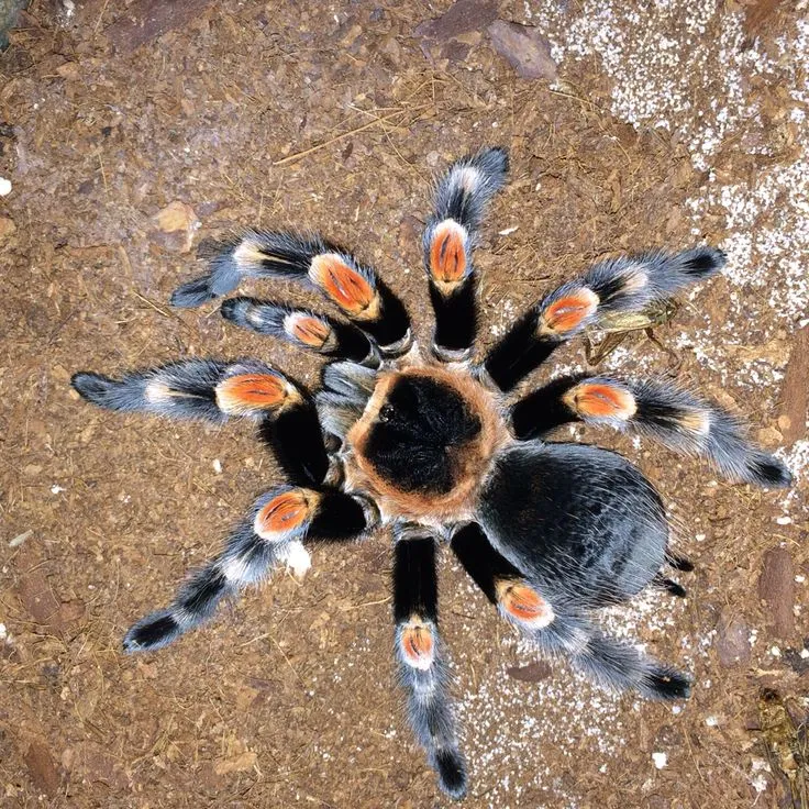 20994 red knee tarantula shedding signs