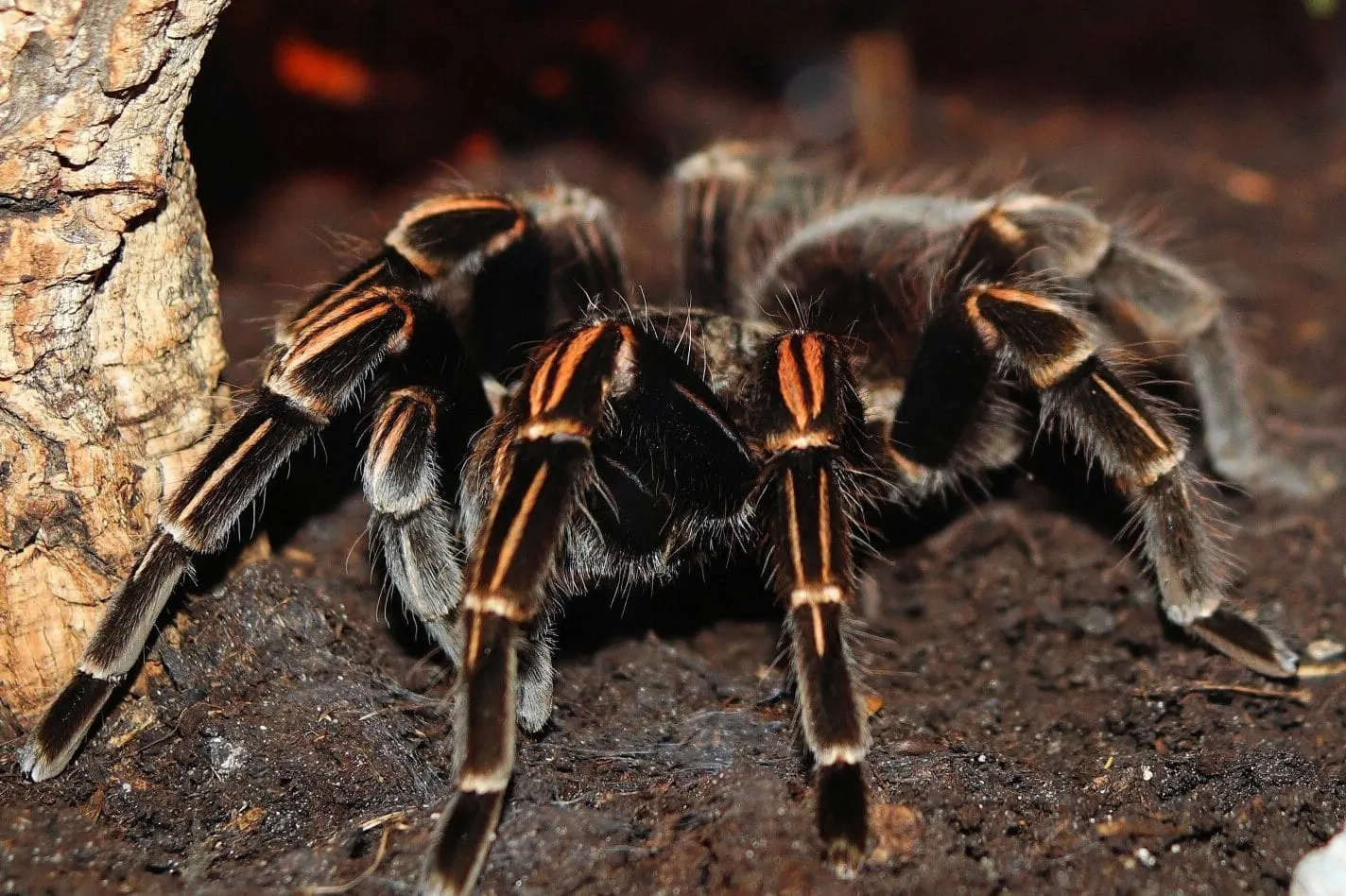 20995 tarantula habitat