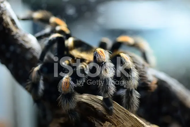 20995 tarantula hunting
