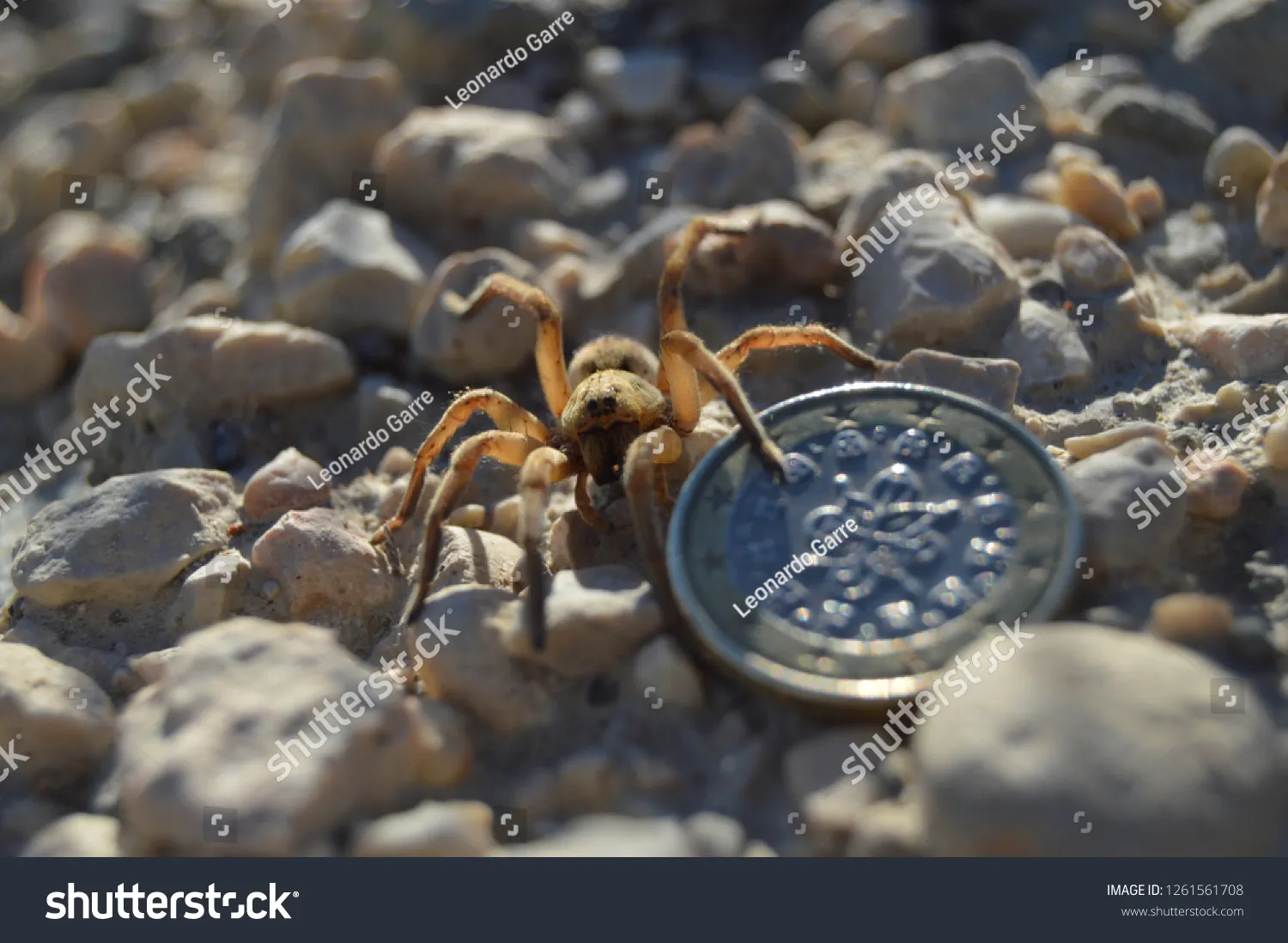 20995 wolf spider habitat