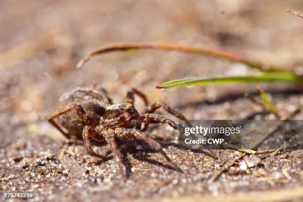 /img/20995-wolf-spider-hunting.webp