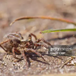 /img/20995-wolf-spider-hunting.webp
