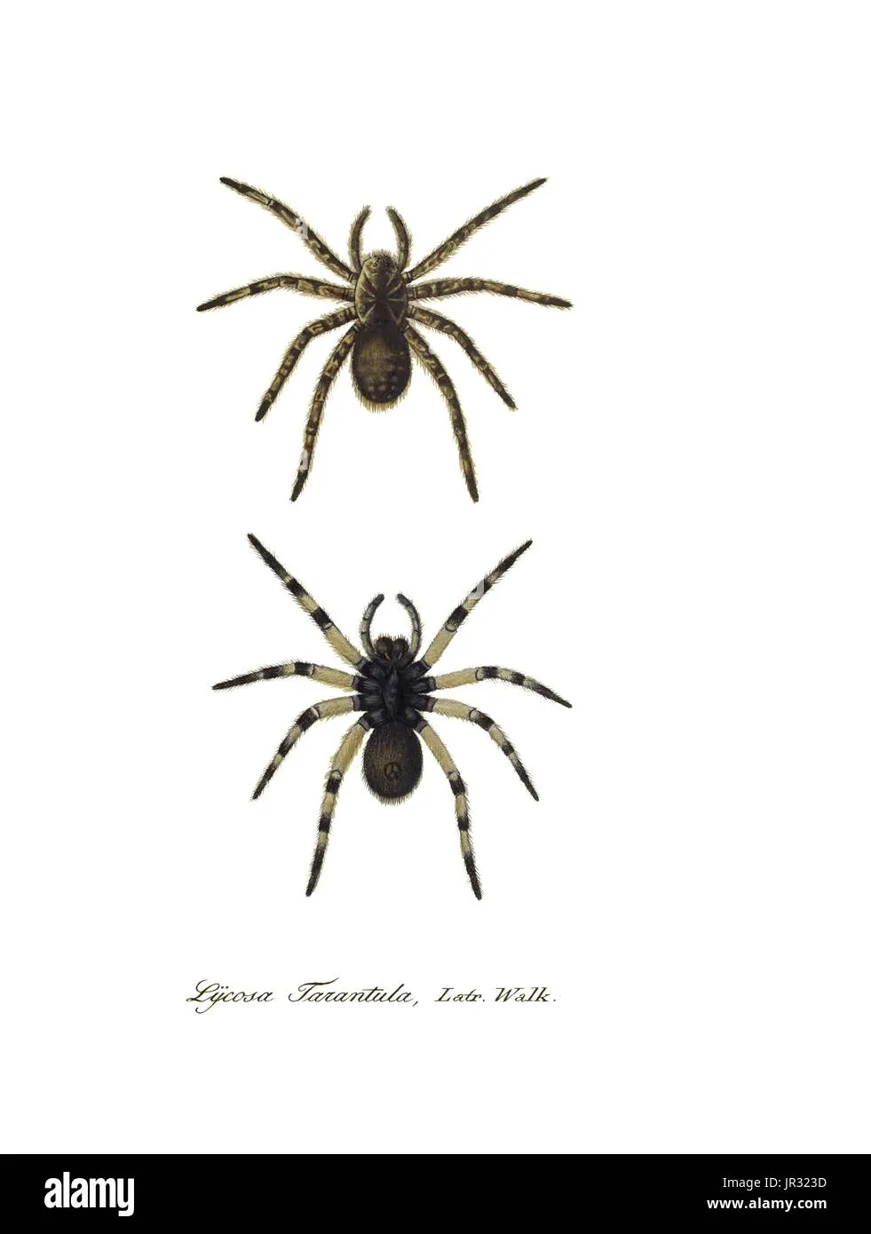20995 wolf spider size comparison