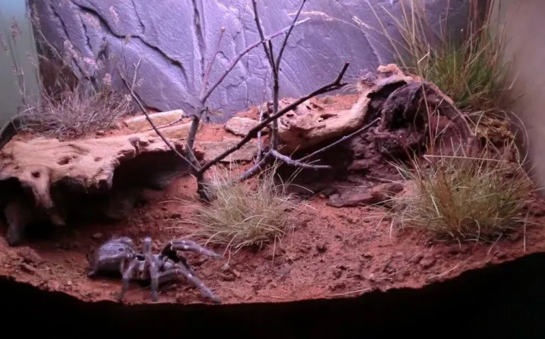 20996 tarantula enclosure overview
